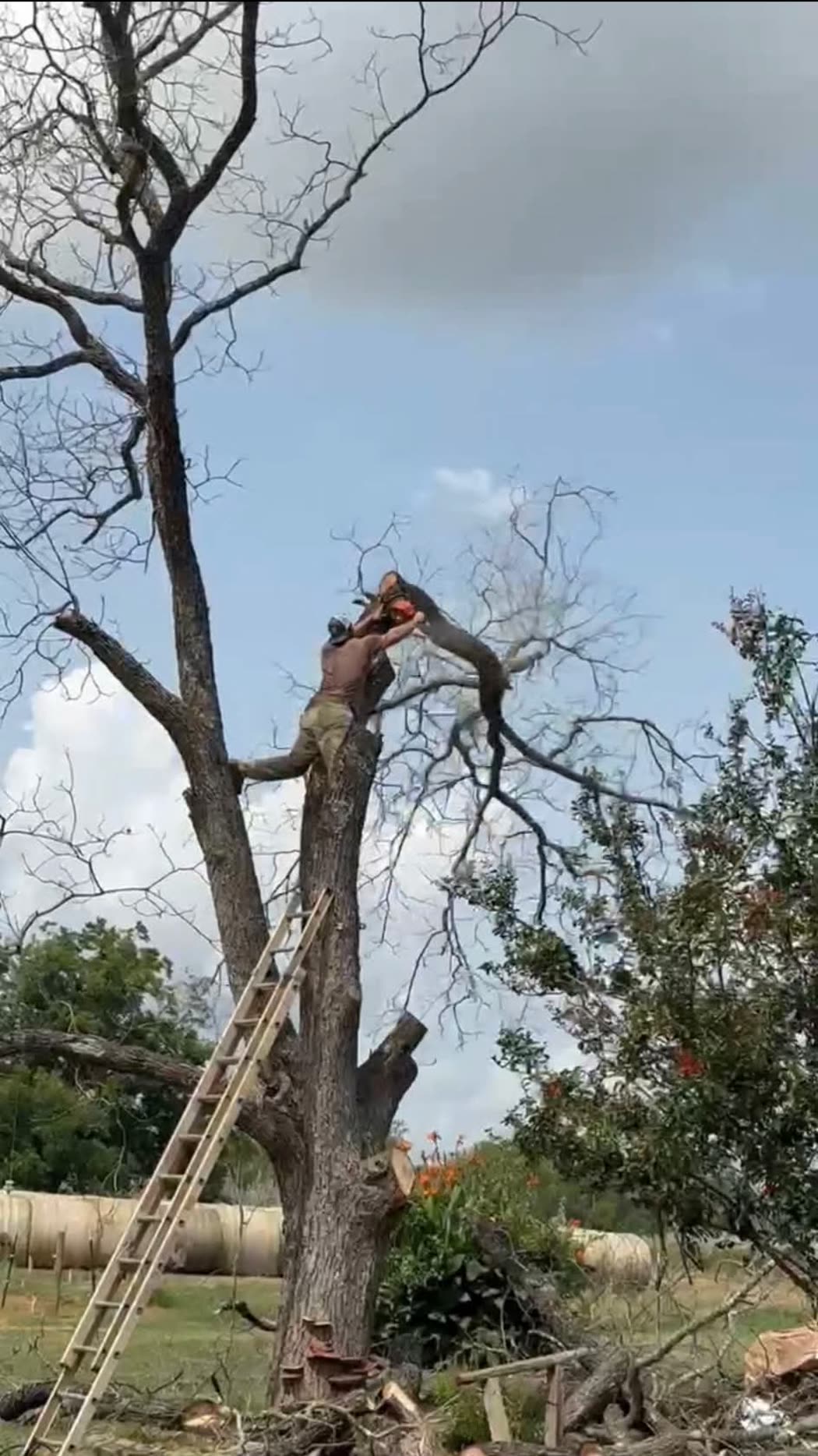 Crew member up a large dead tree taking the top limbs off with a chainsaw, extension ladder against the trunk and cut timber stacked below